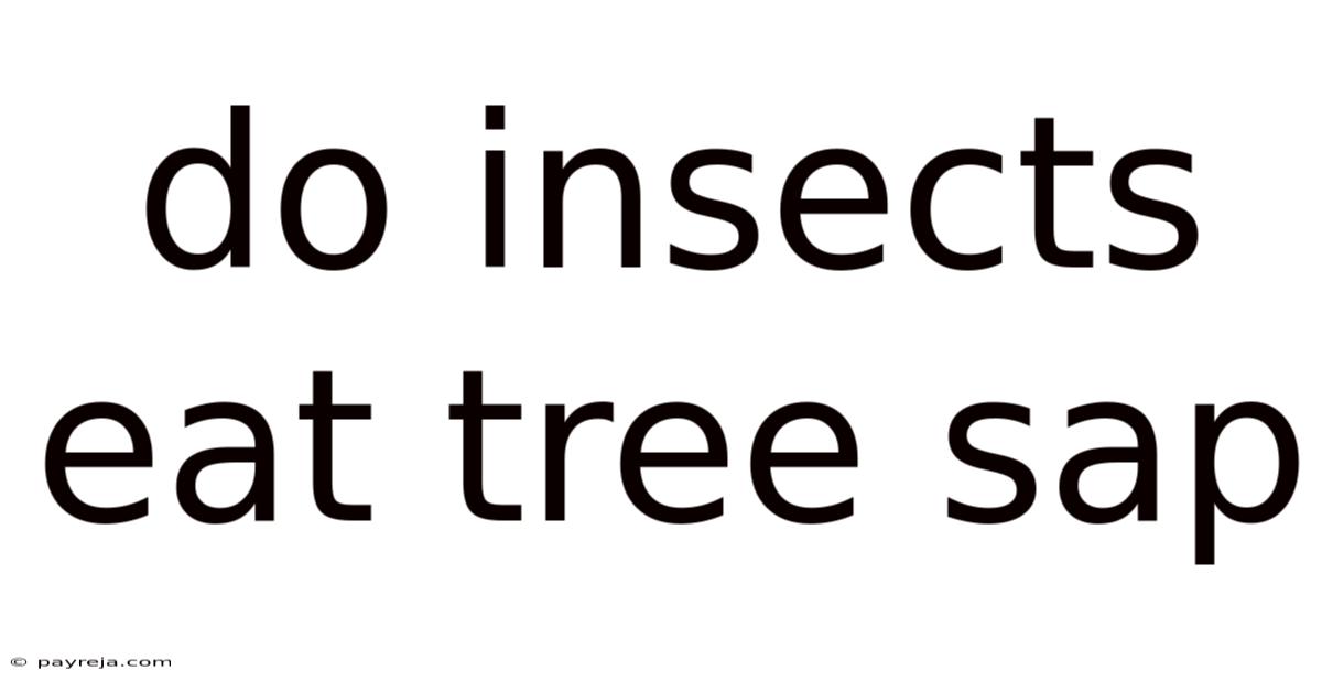Do Insects Eat Tree Sap Do Insects Eat Tree Sap