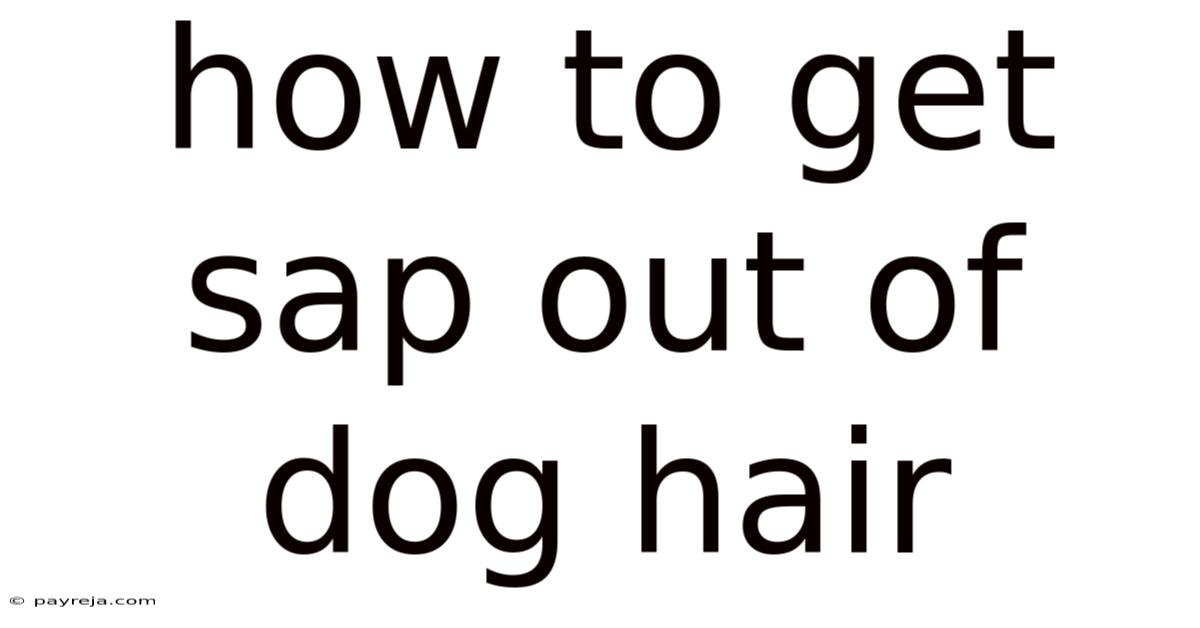 How To Get Sap Out Of Dog Hair