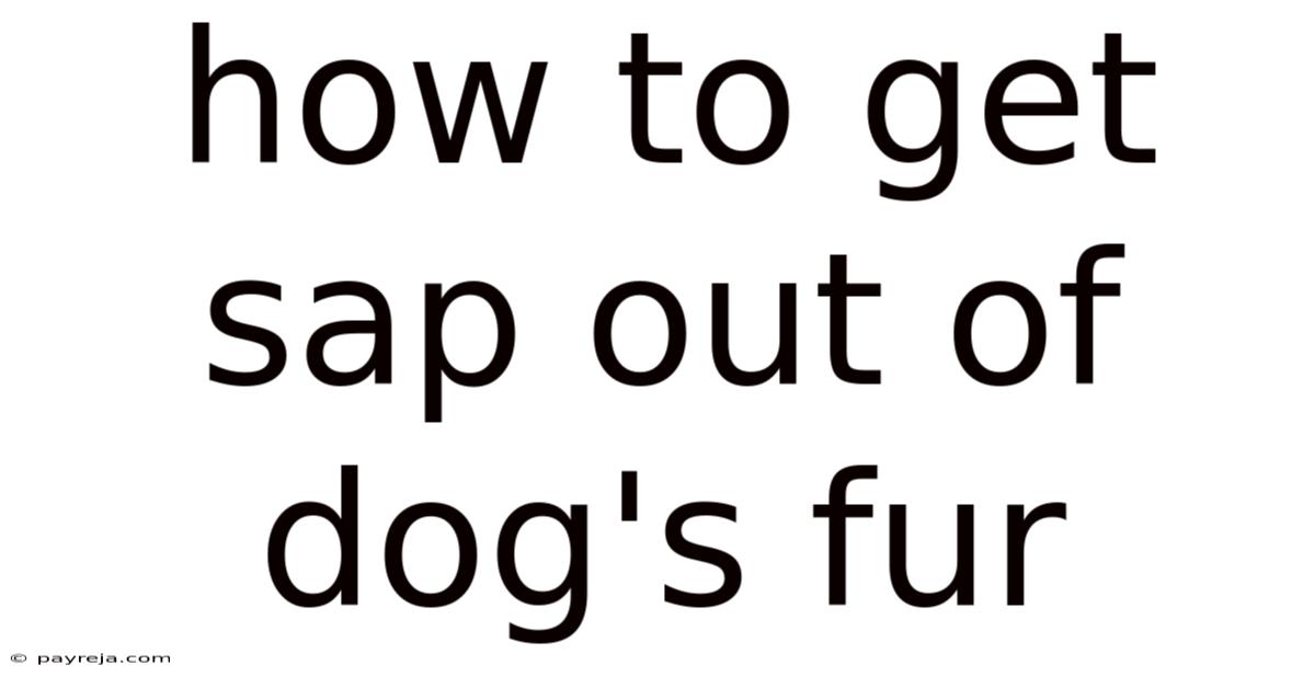 How To Get Sap Out Of Dog's Fur How To Get Sap Out Of Dog's Fur