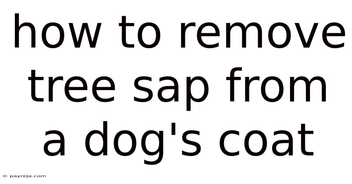 How To Remove Tree Sap From A Dog's Coat How To Remove Tree Sap From A Dog's Coat