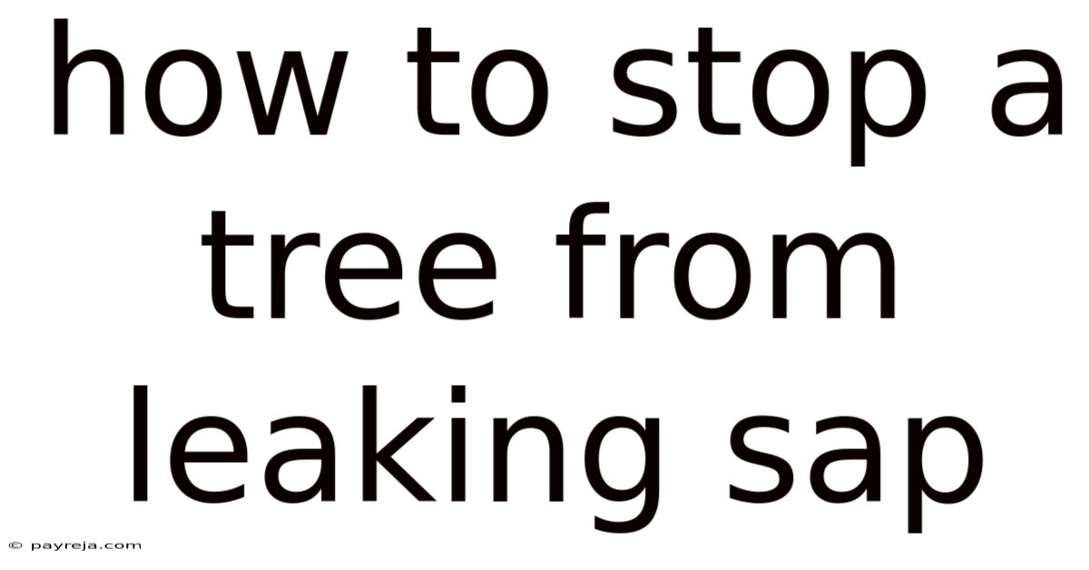 How To Stop A Tree From Leaking Sap How To Stop A Tree From Leaking Sap