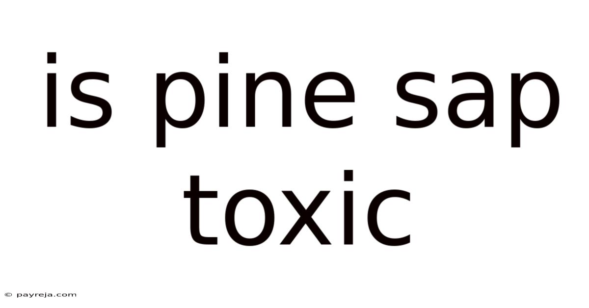 Is Pine Sap Toxic