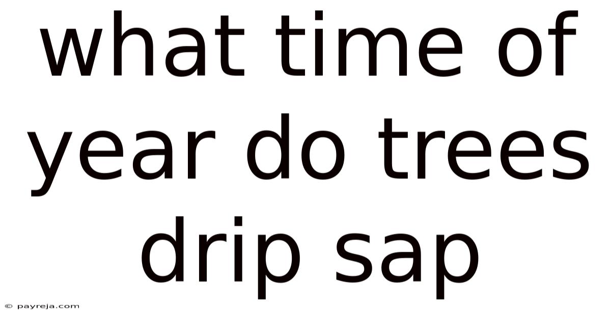 What Time Of Year Do Trees Drip Sap What Time Of Year Do Trees Drip Sap