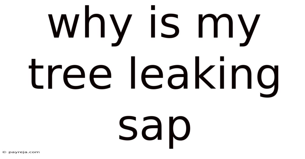 Why Is My Tree Leaking Sap Why Is My Tree Leaking Sap